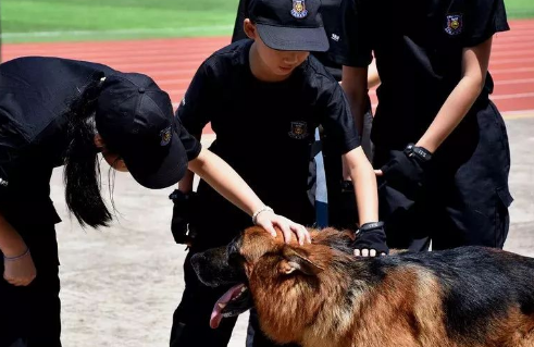 最新军犬电视剧大全，军犬题材电视剧盘点