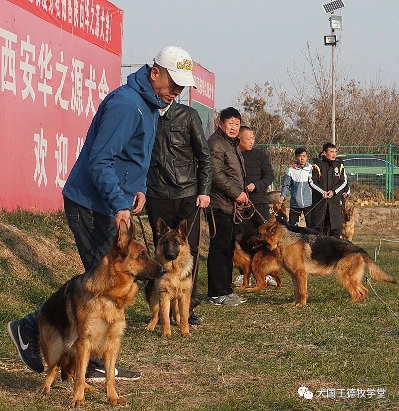 渭南黑旦犬舍倾情呈现：最新一代德国牧羊犬风采掠影